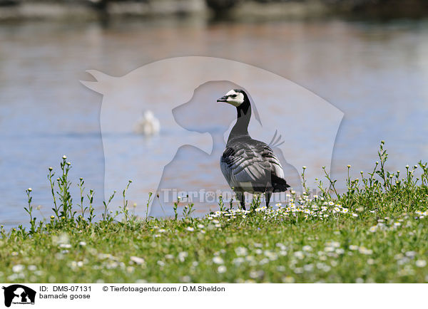 Nonnengans / barnacle goose / DMS-07131