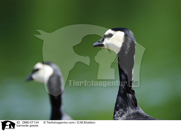 Nonnengnse / barnacle geese / DMS-07134