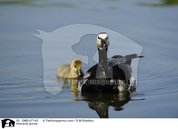 Nonnengans und Graugans Kken / barnacle goose / DMS-07140