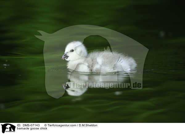 Nonnengans Kken / barnacle goose chick / DMS-07143