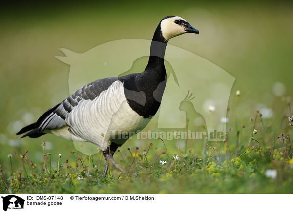 Nonnengans / barnacle goose / DMS-07148