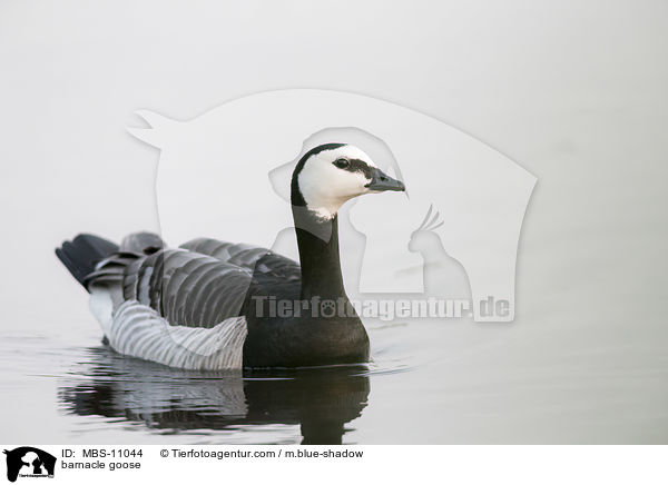 Nonnengans / barnacle goose / MBS-11044