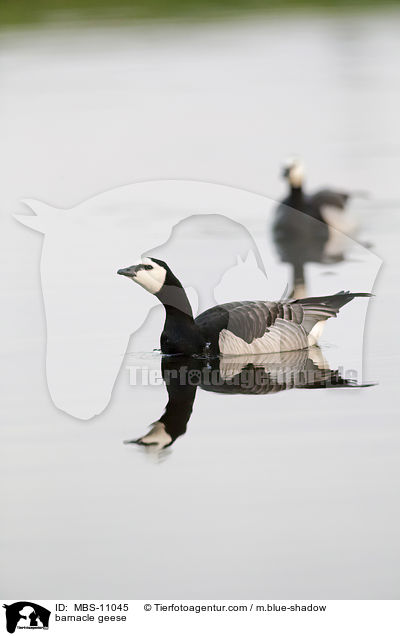 Nonnengnse / barnacle geese / MBS-11045