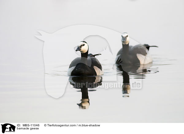 Nonnengnse / barnacle geese / MBS-11046