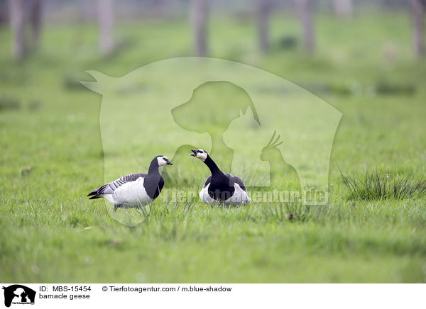Nonnengnse / barnacle geese / MBS-15454