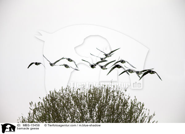 Nonnengnse / barnacle geese / MBS-15458