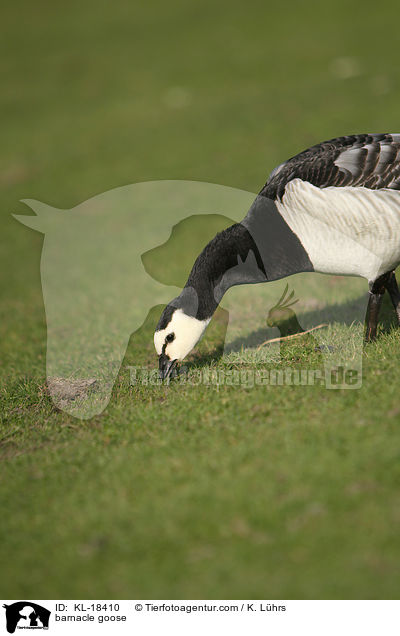 barnacle goose / KL-18410