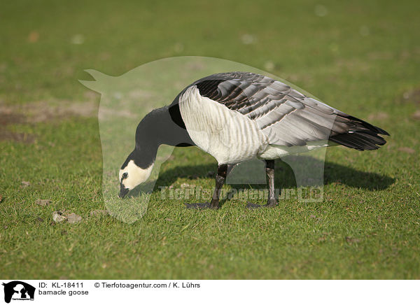 barnacle goose / KL-18411