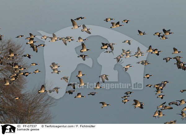 barnacle geese / FF-07537