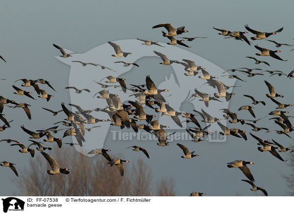 Nonnengnse / barnacle geese / FF-07538