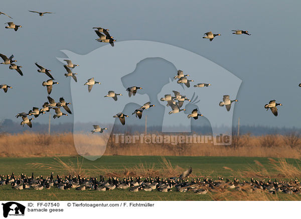 Nonnengnse / barnacle geese / FF-07540