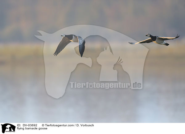fliegende Nonnengnse / flying barnacle goose / DV-03692