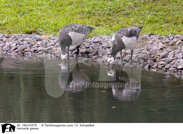 barnacle geese / HS-01675