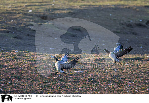 Nonnengnse / barnacle geese / MBS-26753