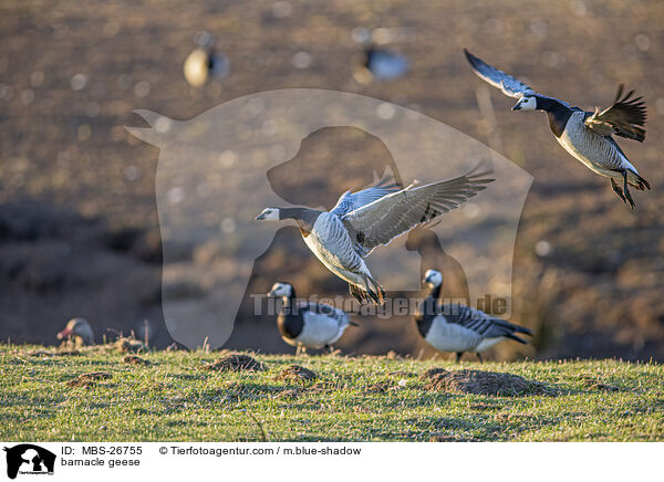Nonnengnse / barnacle geese / MBS-26755