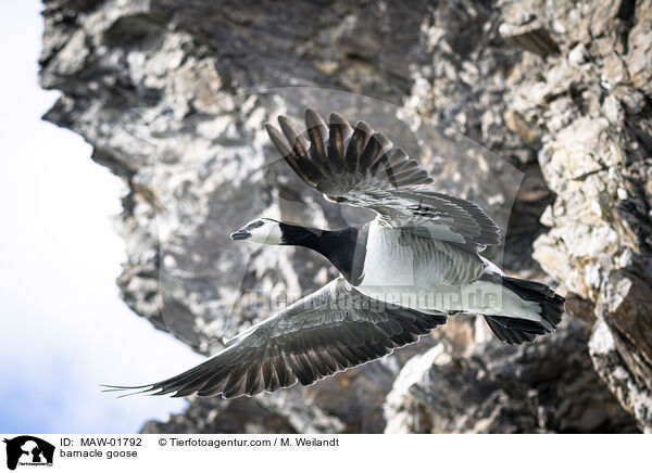 Nonnengans / barnacle goose / MAW-01792