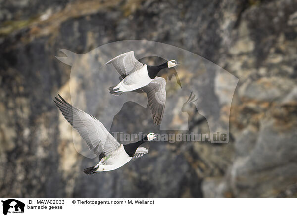 Weiwangengnse / barnacle geese / MAW-02033