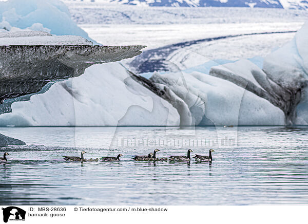 Nonnengans / barnacle goose / MBS-28636