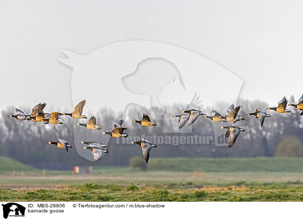 Nonnengans / barnacle goose / MBS-28806