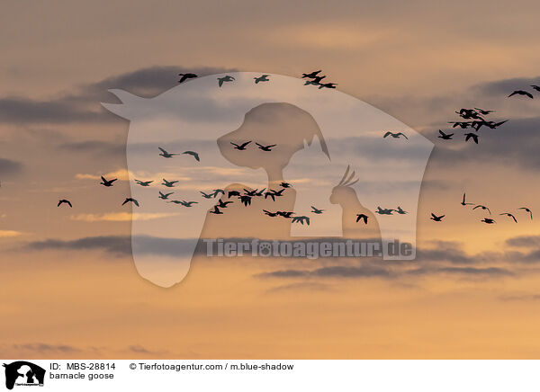 Nonnengans / barnacle goose / MBS-28814