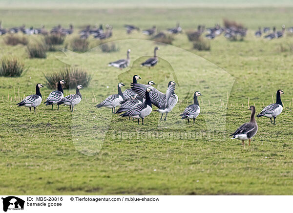 Nonnengans / barnacle goose / MBS-28816