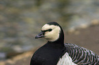 Barnacle Goose