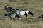 barnacle geese