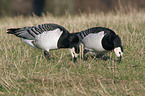 barnacle geese