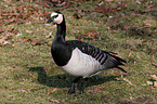 Barnacle Goose