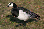 Barnacle Goose