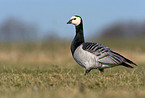 Barnacle Goose