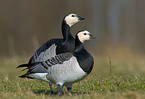 barnacle geese