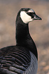 Barnacle Goose