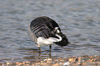 Barnacle Goose