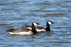 Barnacle Goose