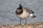 Barnacle Goose