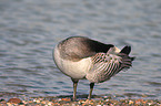 Barnacle Goose