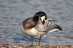 Barnacle Goose