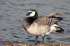 Barnacle Goose