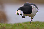 Barnacle Goose