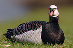 Barnacle Goose