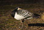 Barnacle Goose