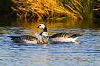 barnacle geese