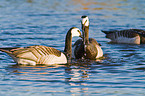 barnacle geese