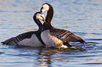 barnacle geese