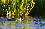 barnacle goose