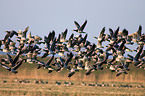 barnacle geese