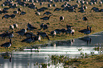 barnacle geese