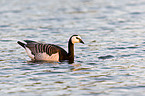 barnacle goose