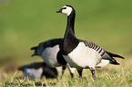 barnacle geese